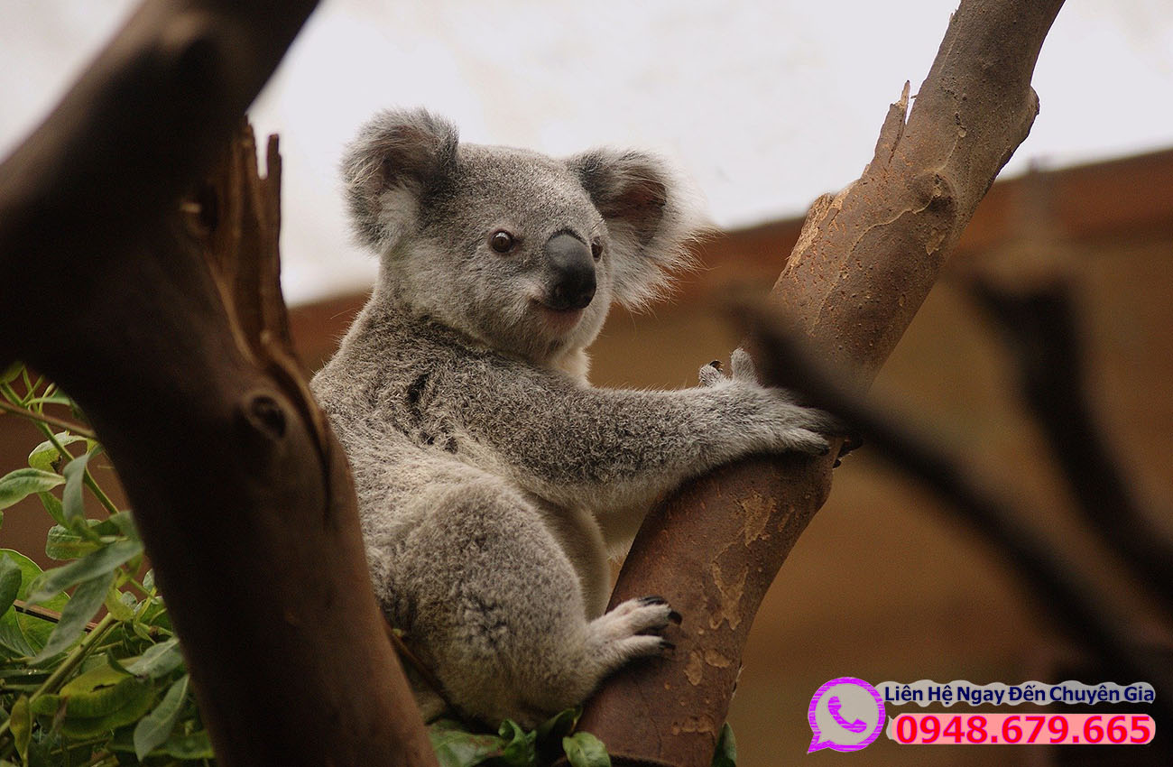 Koala nước Úc