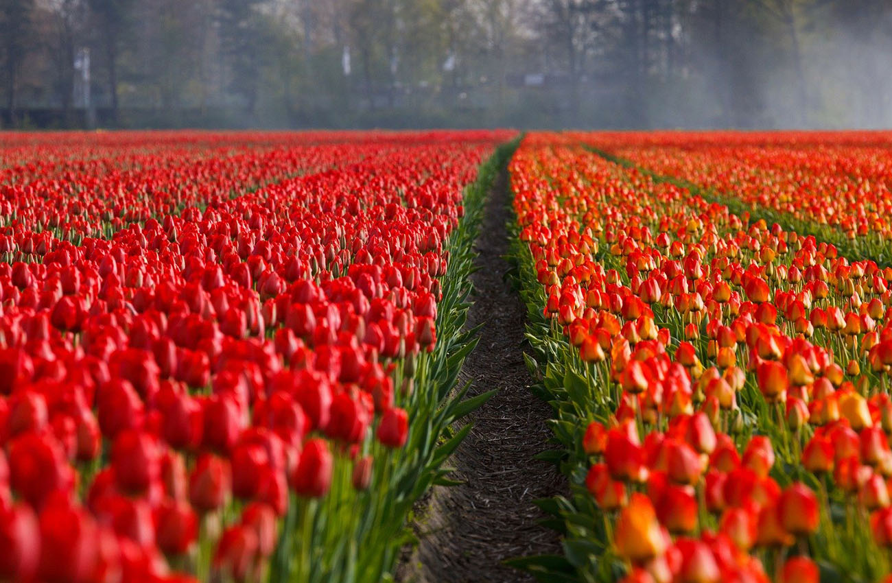Cánh Đồng Hoa Tulip ở Hà Lan