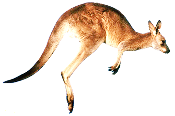 Kangaru Úc